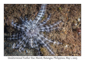 Undetermined Feather Star