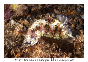 Denison's Dorid