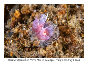 Harmer's Horseshoe Worm