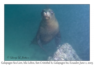 Galapagos Sea Lion