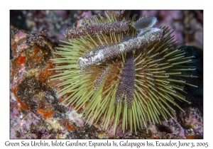 Green Sea Urchin