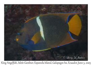 King Angelfish