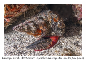 Galapagos Conch