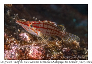 Longnosed Hawkfish