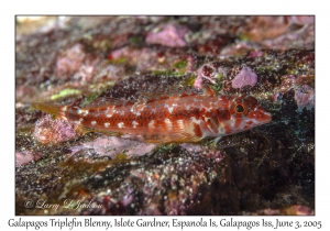 Galapagos Triplefin Blenny