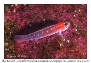 Blue Banded Goby