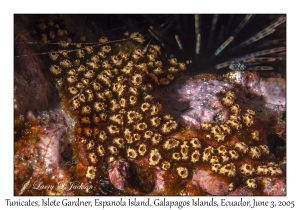 Tunicates