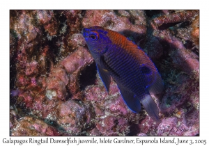 Galapagos Ringtail Damselfish