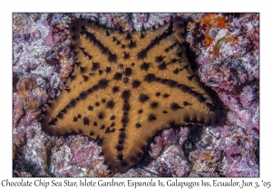 Chocolate Chip Sea Star