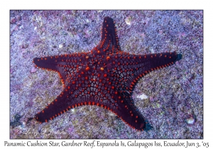 Panamic Cushion Star