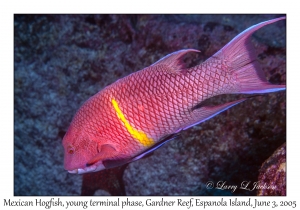 Mexican Hogfish