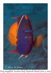 King Angelfish