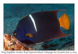 King Angelfish