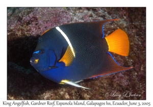 King Angelfish