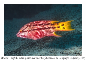 Mexican Hogfish