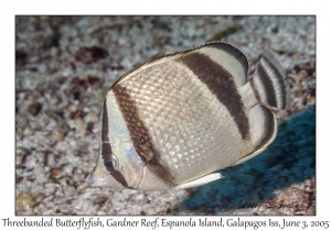 Threebanded Butterflyfish