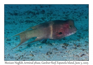 Mexican Hogfish