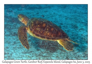 Galapagos Green Turtle