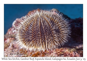 White Sea Urchin