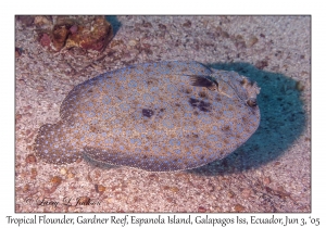 Tropical Flounder