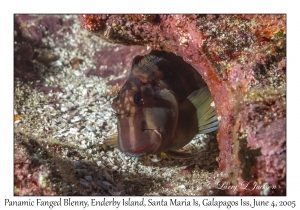 Panamic Fanged Blenny