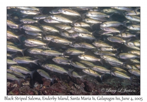 Black Striped Salema