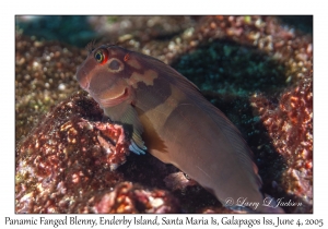 Panamic Fanged Blenny