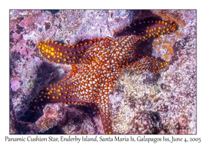 Panamic Cushion Star