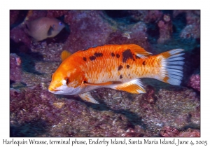 Harlequin Wrasse