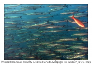 Pelican Barracudas