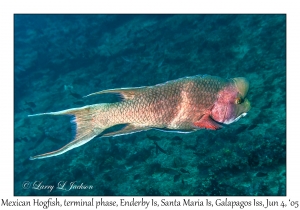 Mexican Hogfish