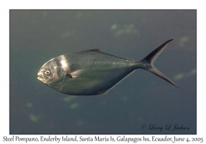 Steel Pompano