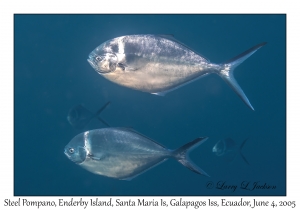 Steel Pompano