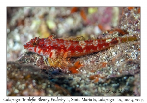 Galapagos Triplefin Blenny