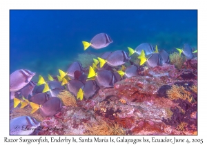 Razor Surgeonfish