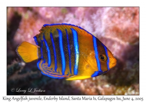 King Angelfish