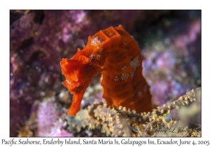 Pacific Seahorse