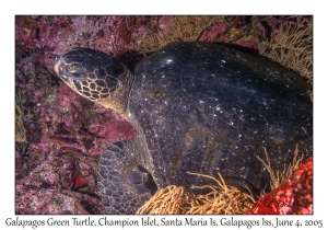 Galapagos Green Turtle