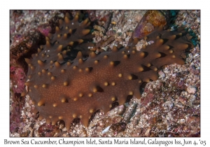 Brown Sea Cucumber