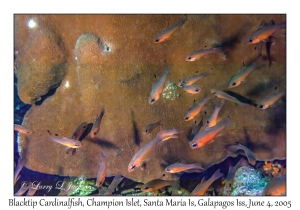 Blacktip Cardinalfish