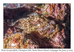 Stone Scorpionfish