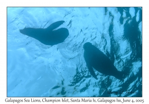 Galapagos Sea Lions