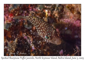 Spotted Sharpnose Puffer