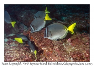 Razor Surgeonfish