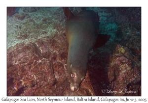 Galapagos Sea Lion