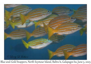 Blue-and-Gold Snappers
