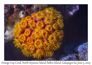 Orange Cup Coral