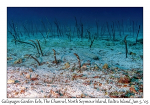 Galapagos Garden Eels