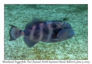 Blunthead Triggerfish