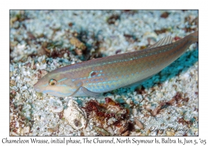 Chameleon Wrasse